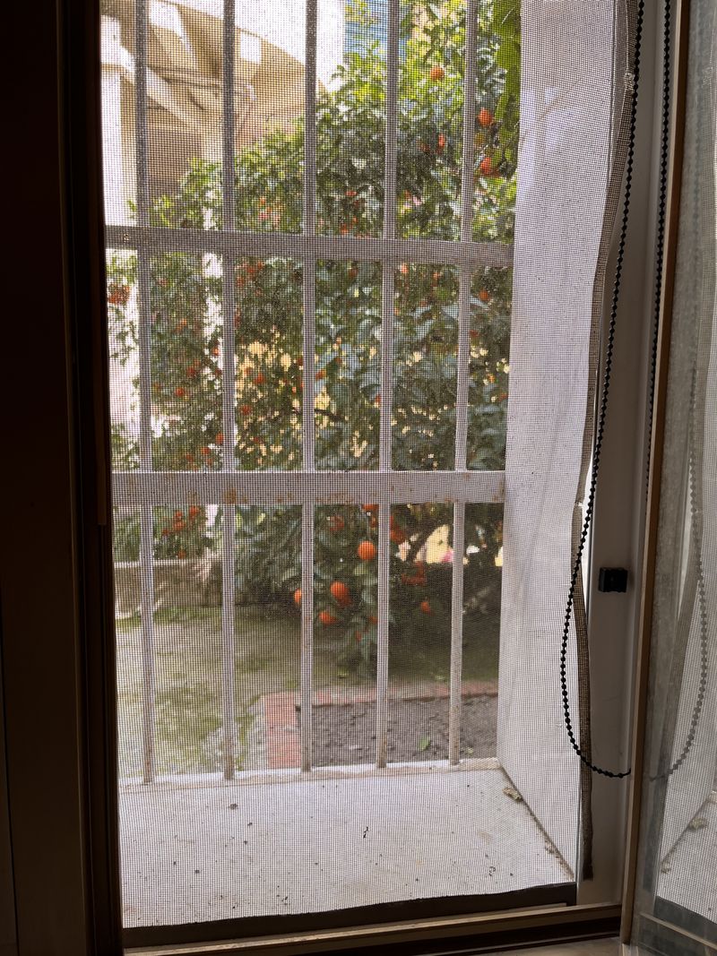 Beyond the bars of the window hangs a tree full of oranges.