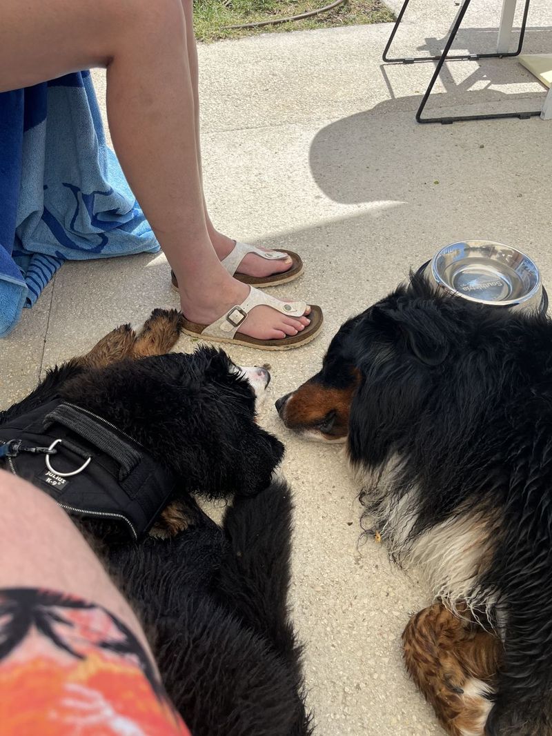 Verfrissing voor de hond