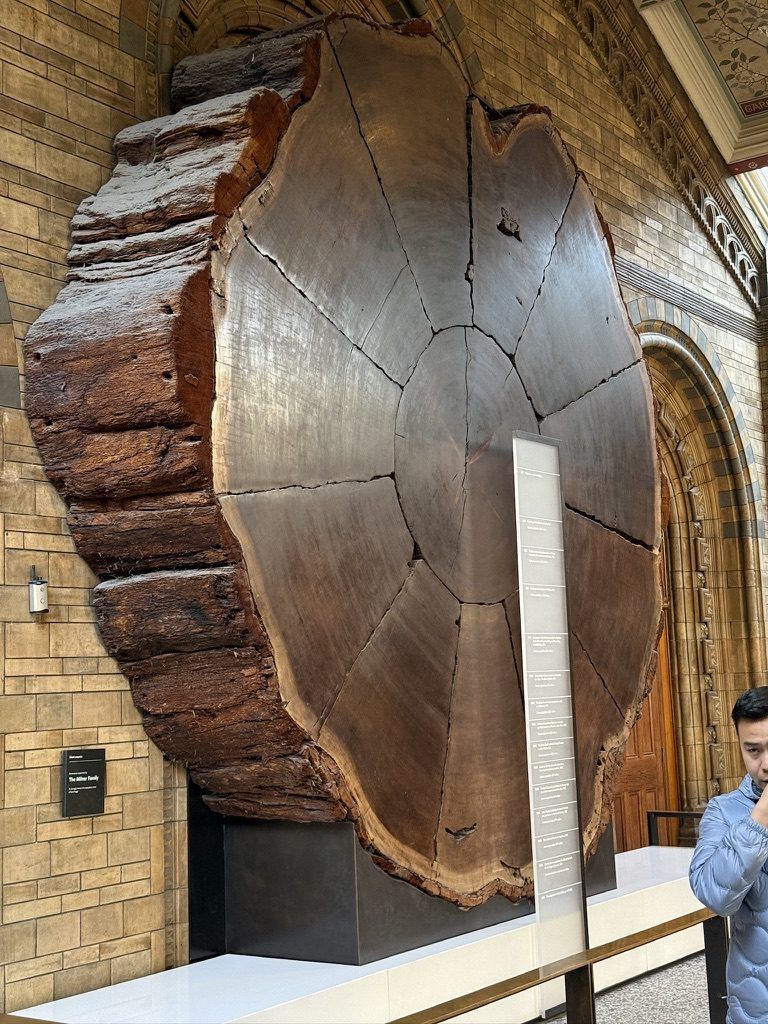 Un'enorme sezione di tronco di sequoia nella sala centrale del museo.