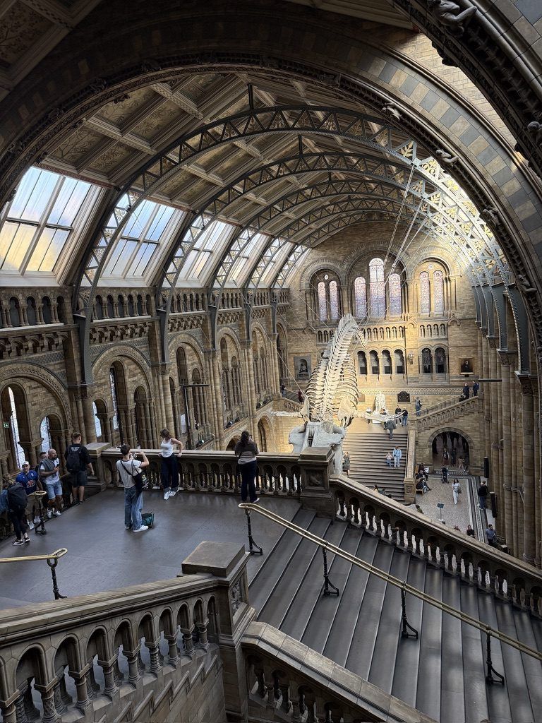 La grande Hintze Hall, con lo scheletro di balena sospeso in alto sopra i visitatori.