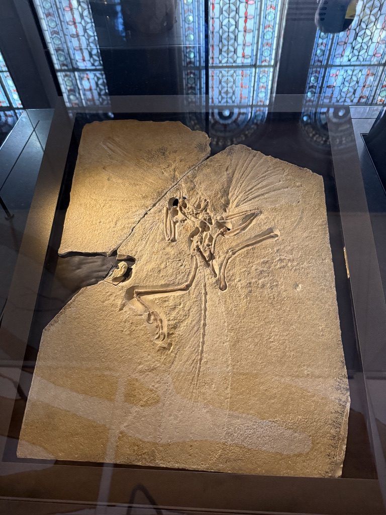 Un fossile di Archaeopteryx, uno dei più antichi uccelli conosciuti.
