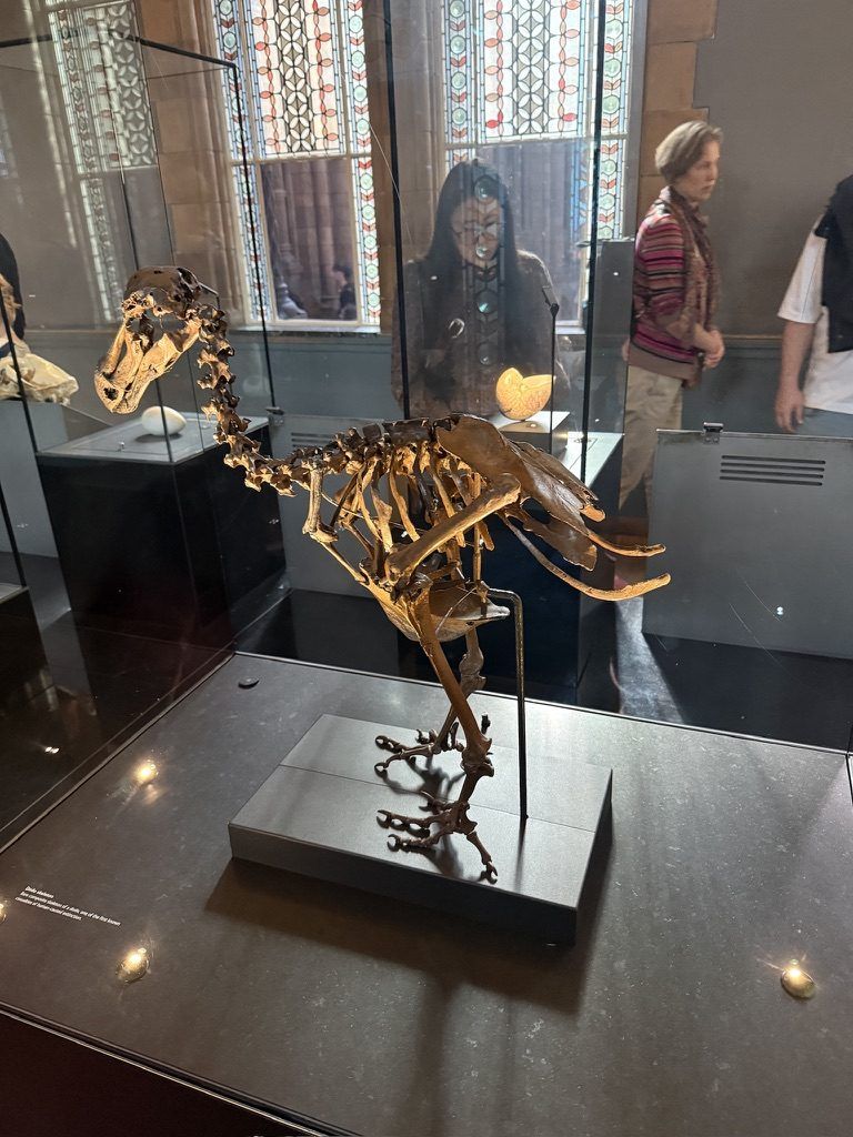 Un altro scheletro, questa volta di un uccello, in una delle vetrine. O è un piccolo dinosauro??