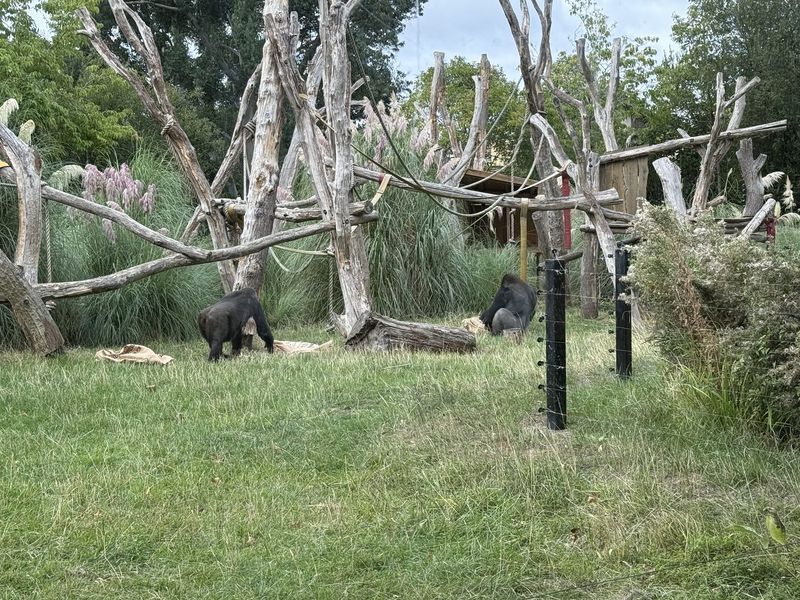 Due gorilla nel loro recinto all'aperto, che gironzolano tranquilli sull'erba.