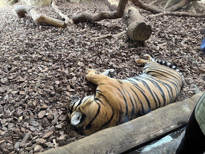 Questa tigre non ha proprio fretta: dorme distesa, con le zampe all'aria.