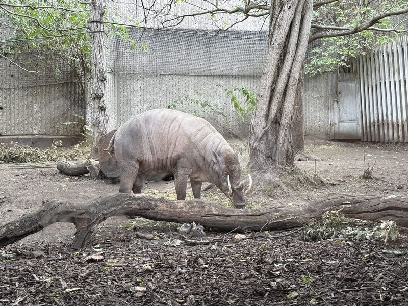 Un tapiro malese che pascola tranquillo vicino all'acqua.