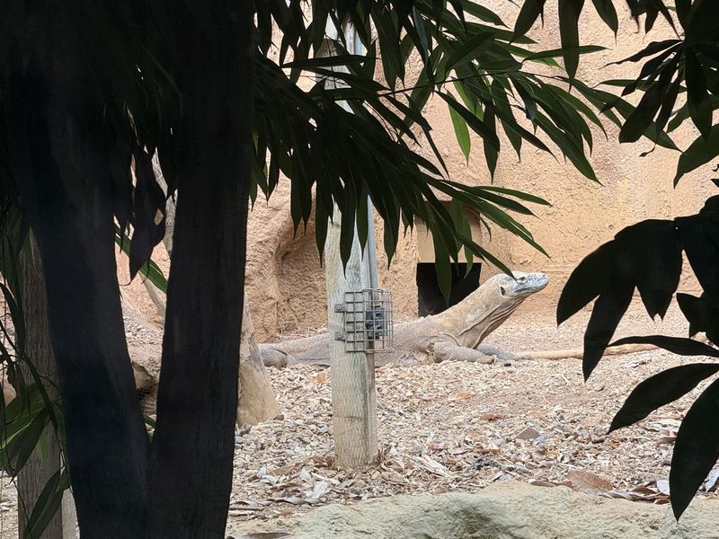 Un drago di Komodo, grosso e impassibile nel suo recinto.