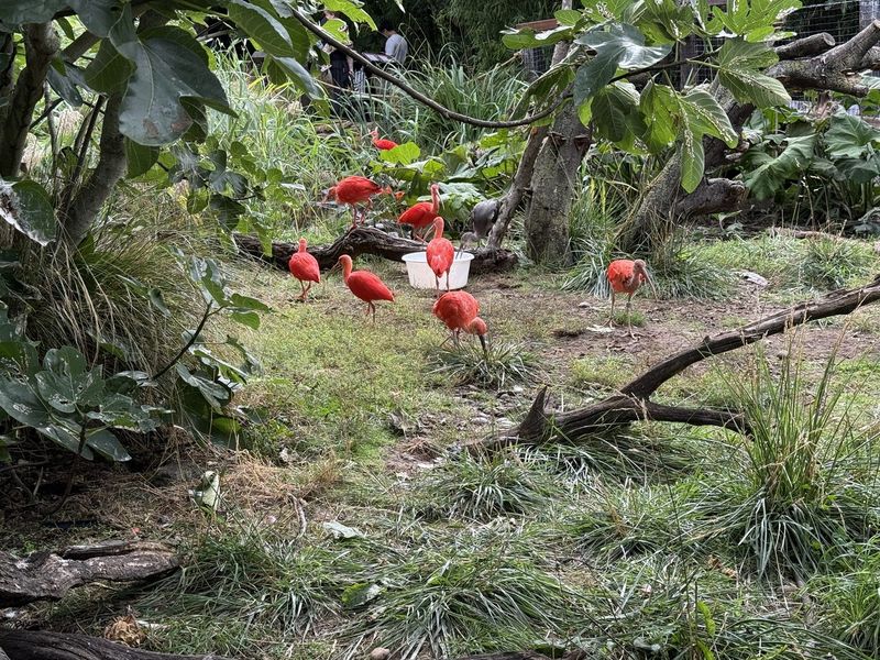 Un gruppo di ibis scarlatti, rosso acceso in mezzo al verde.